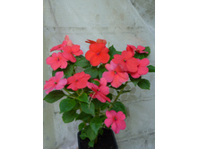 ��������� �������