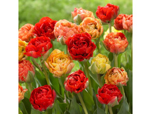 16,94���. ������� ���� ��������(�������� ���� �� 10 ��., ����������� ����� 5��.).jpg