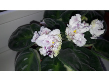 20160516 073624.jpg