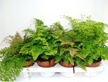 ������� ���� - 300 ���.