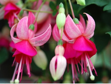 ������ Pink Campanella No459