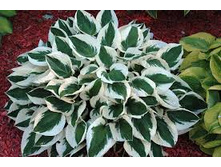 ����� ������� ���� 150 ���.jpg