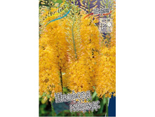 90,5���. ����� (eremurus) ������� �����(���������� ������ ������ ���������� �� 1 ��.).jpg