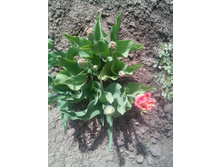 IMG 20170521 135457.jpg