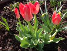 ������� �������