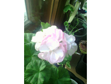 ���������� dovepoint