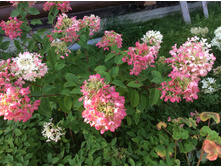 15.08.16 ������� �� ������