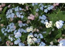 ��������� (�ϣ ����)