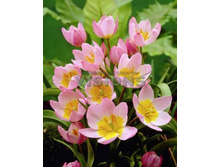 ������� ������ ������.jpg