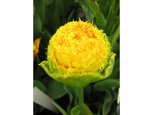 43,54���. ������� ������ ����(�������� ���� �� 5 ��., ����������� ����� 1��.).jpg