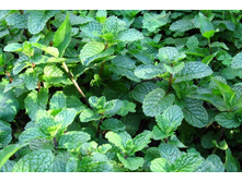 ���� ��������.jpg