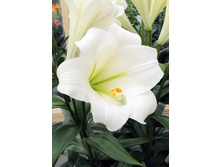 25,86���. ����� ������ �����(�������� ���� �� 5 ��., ����������� ����� 3��.).jpg