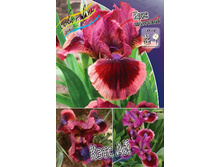 61,5���. ���� (pumila) ���� ��(�������� ���� �� 2 ��., ����������� ����� 1��.)���16.jpg