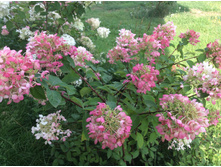 15.08.16 ������� � ����