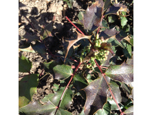 ������ �������� ������