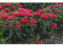 ������� �������.