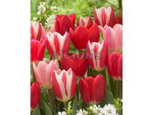 17,68���. ������� ������ ����(�������� ���� �� 10 ��., ����������� ����� 5��.)���17.jpg