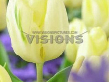 ������� ���� ����.jpg