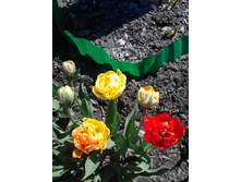 ����� ����� �� ���������