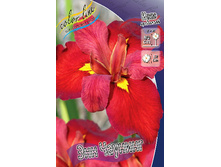 80,3���. ���� (louisiana) ��� �������(�������� ���� �� 2 ��., ����������� ����� 1��.).jpg