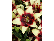 26,97���. ����� ��������(�������� ���� �� 3 ��., ����������� ����� 1��.)���16.jpg