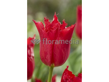 13,97���. ������� �������(���������� ������ ������ ���������� �� 10 ��.)���17.jpg