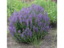 ������ ���������