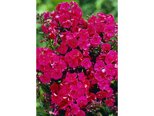 48,95���. ����� ���(�������� ���� �� 2 ��., ����������� ����� 1��.)���17.jpg