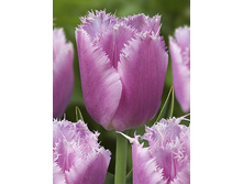 16,94���. ������� ����� ��������(�������� ���� �� 10 ��., ����������� ����� 5��.)���17.jpg