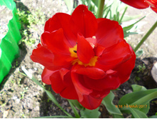 ����� �����