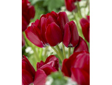 23,89���. ������� ������ ����(�������� ���� �� 7 ��., ����������� ����� 3��.).jpg