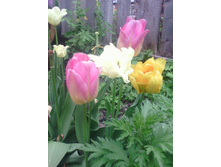 ��������