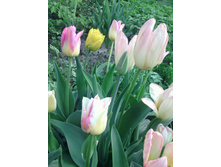 ������� ��������