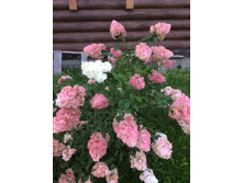 ������� 15.08.16