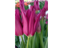 12,78���. ������� ��� �� ��������(���������� ������ ������ ���������� �� 10 ��.)���17.jpg