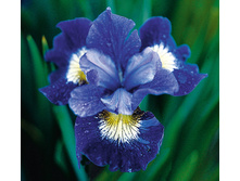 ���� Coronation Anthem 120���, � ������� 5 ��.jpg