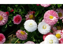 ���������� �����.