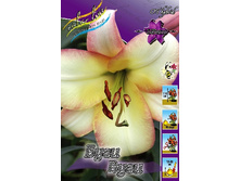 26,64���. ����� ���� ����(�������� ���� �� 7 ��., ����������� ����� 3��.).jpg