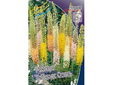 90,5���. ����� (eremurus) ������� ������� �����(���������� ������ ������ ���������� �� 1 ��.).jpg