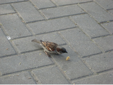 IMG 3658.JPG