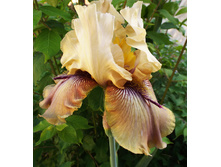 89,3���. ���� ���������� �������(�������� ���� �� 2 ��., ����������� ����� 1��.)���17.jpg