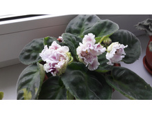20160516 073614.jpg