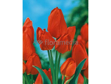 13,97���. ������� ����� �����(���������� ������ ������ ���������� �� 10 ��.)���17.jpg