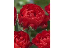 33,54���. ������� ������(�������� ���� �� 7 ��., ����������� ����� 3��.)���17.jpg