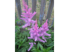 �������� ���������