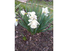 ������� �����. 30�. -��������