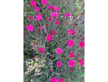 �������� ��������