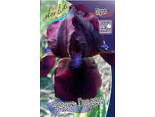 61,5���. ���� (pumila) ����� ������(�������� ���� �� 2 ��., ����������� ����� 1��.).jpg