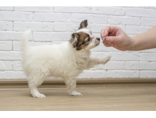 ������ 2 ���.2