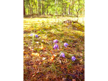 IMG 20170513 144342.jpg